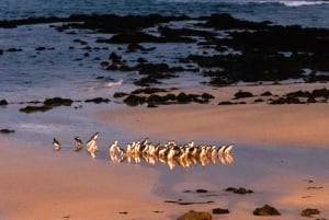 Melbourne Puffing Billy & Penguins Day Tour