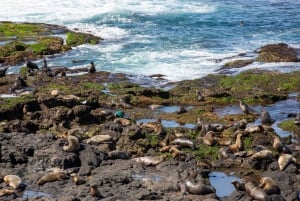 Melbourne Puffing Billy & Penguins Day Tour