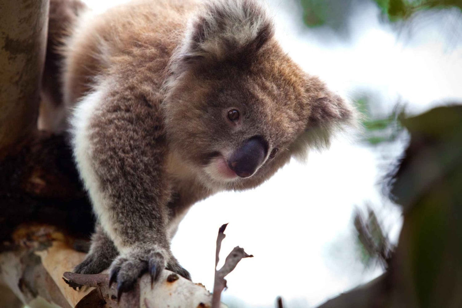 Melbourne: Puffing Billy Railway & Penguin Parade Tagestour