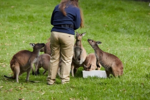 Melbourne: Puffing Billy Train & Healesville & vingårdstur