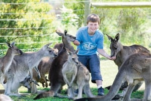 Melbourne: Puffing Billy Train og utflukt til Penguin Island