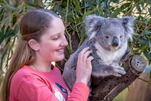 Melbourne: Puffing Billy Train og utflukt til Penguin Island