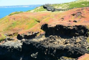 Melbourne: Puffing Billy Train og utflukt til Penguin Island