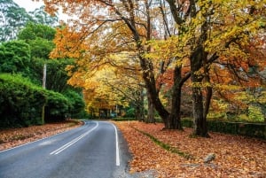 Melbourne: Puffing Billy-trein en pinguïnparade-avontuur