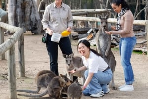 Melbourne: tour privado con el tren Puffing Billy y el zoo