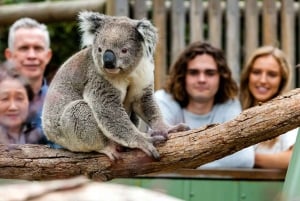 Melbourne: tour privado con el tren Puffing Billy y el zoo