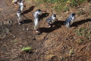 Melbourne: Puffingbilly-tog og Penguin Island-dagstur