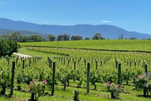 Melbourne: Relaxed Half-Day Yarra Valley Wine Tour