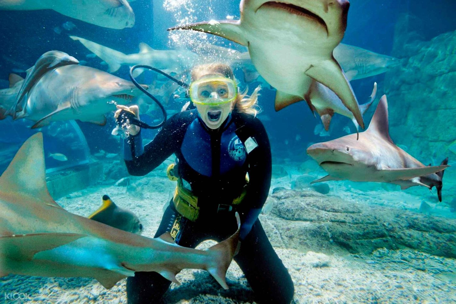 Melbourne: Shark Dive Aquarium Experience