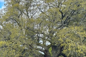 Melbourne: Sovereign Hill, Eureka Centre & Melbourne Skydeck
