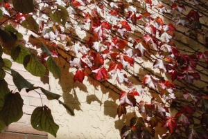 Cantina Yering, Cantina LV Chandon, Treno a vapore Puffing Billy