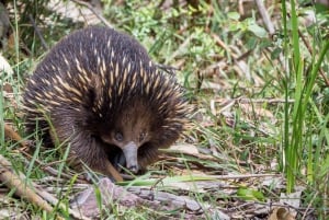 Melbourne to Adelaide: 2-Day Great Ocean Road Grampians Tour