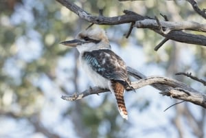 Melbourne-tur: Gå langs Yarra og opplev det historiske klosteret