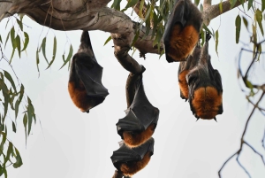 Excursão em Melbourne: Caminhada pelo Yarra e almoço na histórica casa de barcos