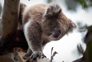 Melbourne Unlimited Attractions Pass