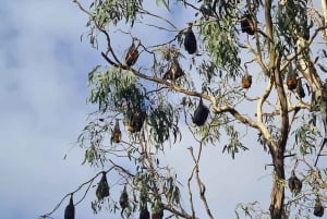 Melbourne: Spacer wzdłuż rzeki Yarra do zabytkowego klasztoru Abbotsford Convent