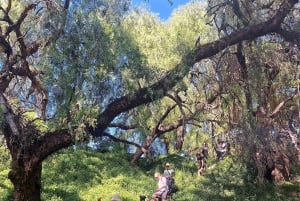 Melbourne: Spacer wzdłuż rzeki Yarra do zabytkowego klasztoru Abbotsford Convent