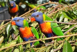 Melbourne: Gå langs Yarra til det fredede Abbotsford Convent