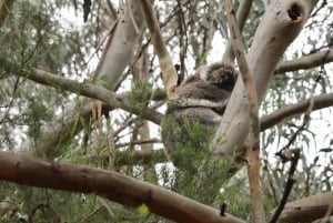 Melbourne: Yarra Valley Food and Wine Tour with Lunch