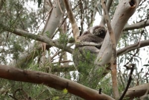 Melbourne: Yarra Valley Food and Wine Tour with Lunch