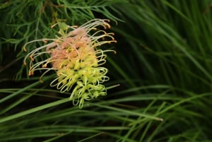 Melbourne: Yarra Valley Food & Wine Tour w Chevrolecie z 1956 roku