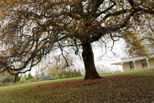Melbourne: Yarra Valley Food & Wine Tour w Chevrolecie z 1956 roku