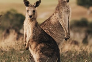 Wycieczka dla smakoszy do doliny Yarra z Chandon i safari z kangurów!