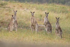 Melbourne: Yarra Valley Hike with Kangaroos & Sunset Picnic