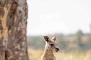 Melbourne: Yarra Valley Hike with Kangaroos & Sunset Picnic
