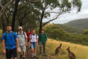Melbourne: Yarra Valley Hike with Kangaroos & Sunset Picnic