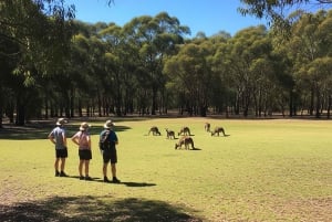 Melbourne: Yarra Valley Hike with Kangaroos & Sunset Picnic