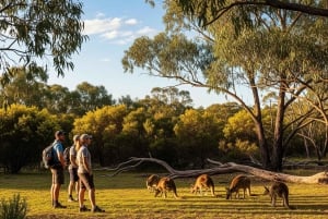 Melbourne: Yarra Valley Hike with Kangaroos & Sunset Picnic