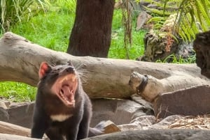 Melbourne: Yarra Valley signaturtur