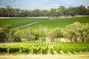 Melbourne: Vin- og chokoladetur i Yarra Valley