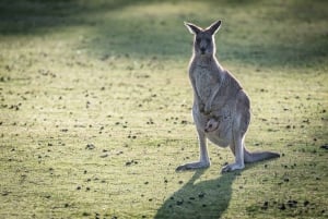 Melbourne: Yarra Valley Wein- und Schokoladentour