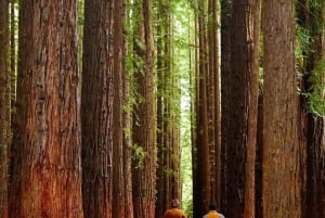 Melbourne: Yarra Valley -viini- ja kirsikanpoimintapäiväkierros