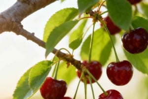 Melbourne: Yarra Valley -viini- ja kirsikanpoimintapäiväkierros