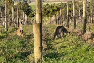 Melbourne: Yarra Valley Wineries Private Day Tour