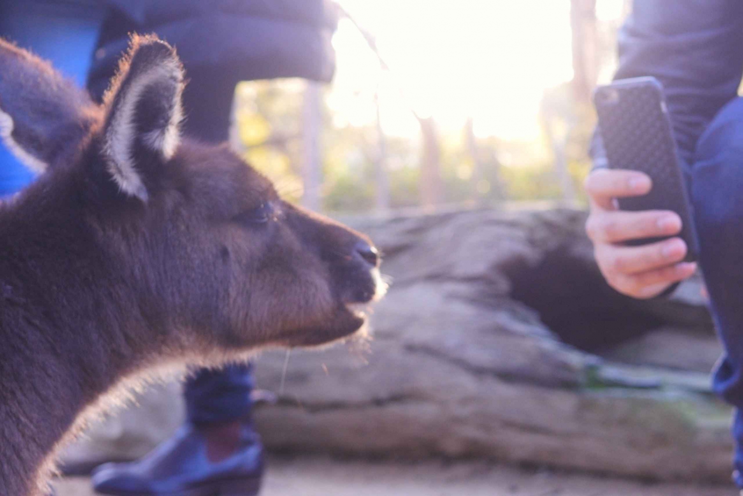 Melbourne Zoo: Australian Wildlife Tour Before Open Hours