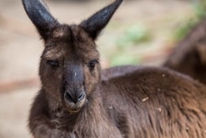 Melbourne Zoo: Australian Wildlife Tour Before Open Hours