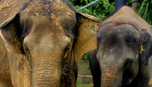 Best Wildlife Attractions