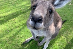 Melbourne: Moonlit Sanctuary and Brighton Beach Boxes Tour