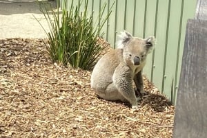 Melbourne: Moonlit Sanctuary and Brighton Beach Boxes Tour