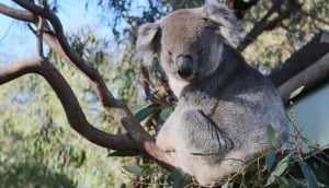 Top 5 Things To Do in Melbourne