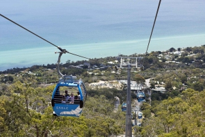 Busstur med stolheis og lunsj på Mornington Peninsula