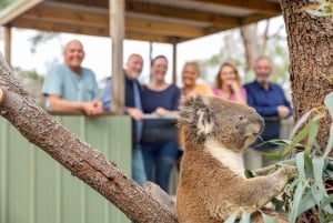 Mornington Peninsula Tour: wildlife, wine, art & hot springs