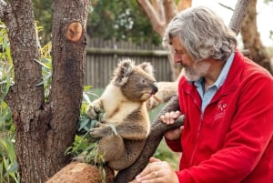 Mornington Peninsula Tour: wildlife, wine, art & hot springs