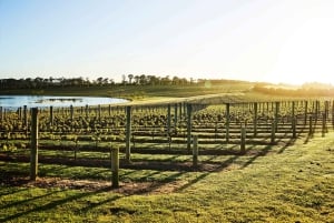 Mornington Peninsula Tour: wildlife, wine, art & hot springs