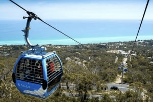 Mornington-halvøen: Transport, mad- og vintur