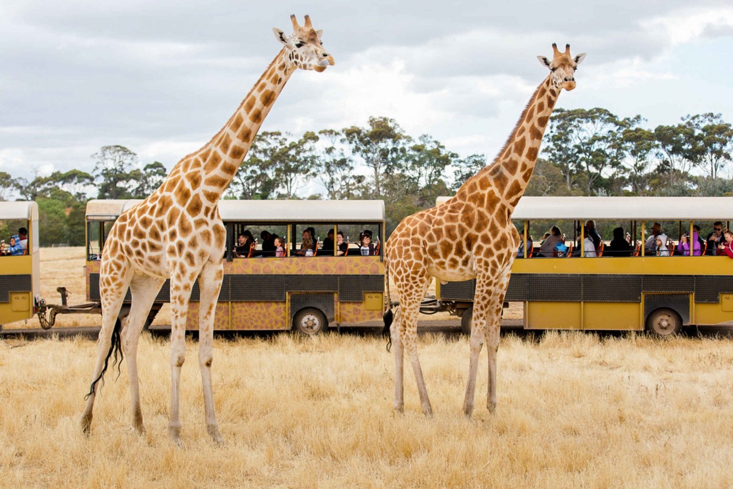 werribee zoo safari prices